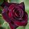 Black and Red Rose Flowers