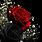Black and Red Roses Wallpaper iPhone