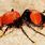 Black and Red Velvet Ant