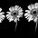 Black and White Flower Screensavers