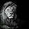 Black and White Lion Photography