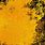 Black and Yellow Grunge Background