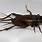 Black field Cricket