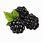 Blackberries Clip Art
