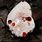 Blood Tooth Fungus