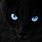 Blue Eyed Black Cat