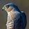 Blue Hawk Bird