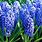 Blue Hyacinth Bulbs