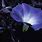 Blue Moon Flower