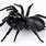 Blue Mountain Funnel Web Spider