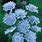 Blue Scabiosa Flower