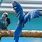 Blue Spix Macaw Flying