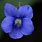 Blue Violet Flower Aesthetic