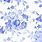 Blue and White Floral Wallpaper