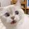 Blurred Cat Meme