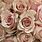 Blush Colored Roses