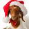 Boer Goats Christmas