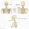 Bones in Neck and Shoulder