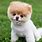 Boo Cutest Dog Breed in the World