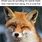 Bop Fox Meme