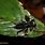 Borneo Scorpion