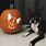 Boston Terrier Pumpkin Carving