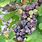 Botrytis Grapes