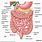 Bowel Anatomy