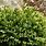 Boxwood Buxus Sempervirens