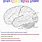 Brain Color Sheet
