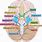 Brain Nerves Diagram