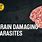 Brain Worms Symptoms