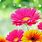 Bright Desktop Floral Wallpaper