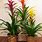 Bromeliad Plant Care Indoor