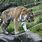 Bronx Zoo Tiger