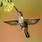 Brown Hummingbird