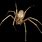 Brown Recluse Spider in NC