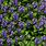 Bugleweed Ground Cover