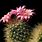 Cactus Flower Wallpaper