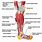 Calf and Ankle Muscles