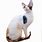 Calico Cornish Rex