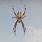 California Garden Spider