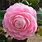 Camellia Japonica Pink Perfection