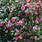 Camellia Japonica Plant