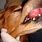 Canine Oral Cancer