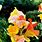 Canna Lily Types
