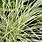 Carex Brunnea Non-Variegated
