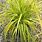 Carex Evercolor