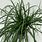 Carex Evergreen