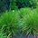 Carex Green Wall